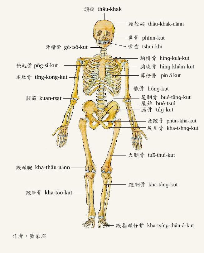 介紹人體骨骼的詞目以及音讀