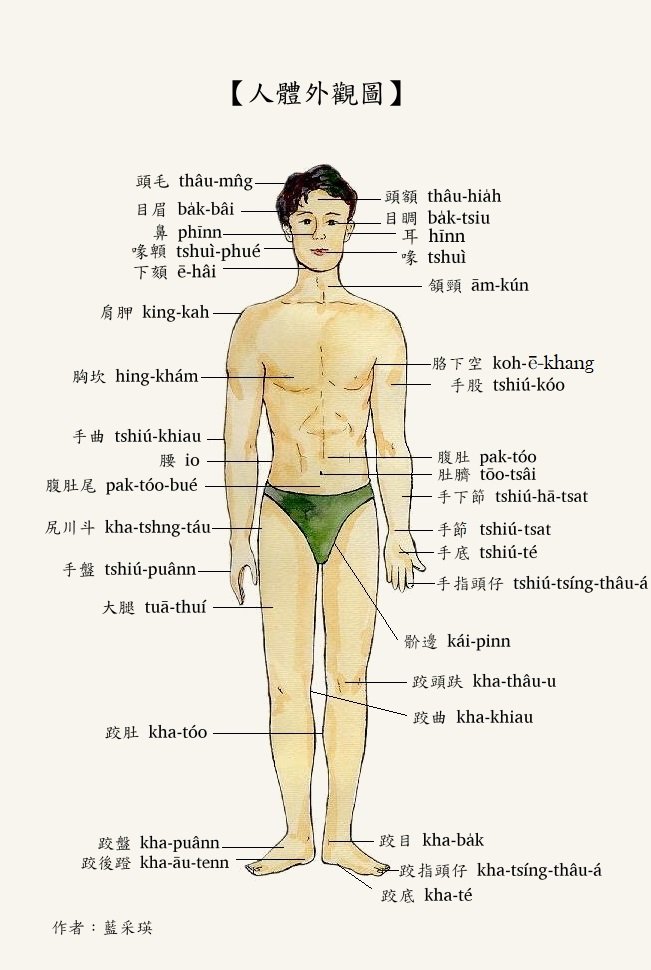 介紹人體外觀的詞目以及音讀