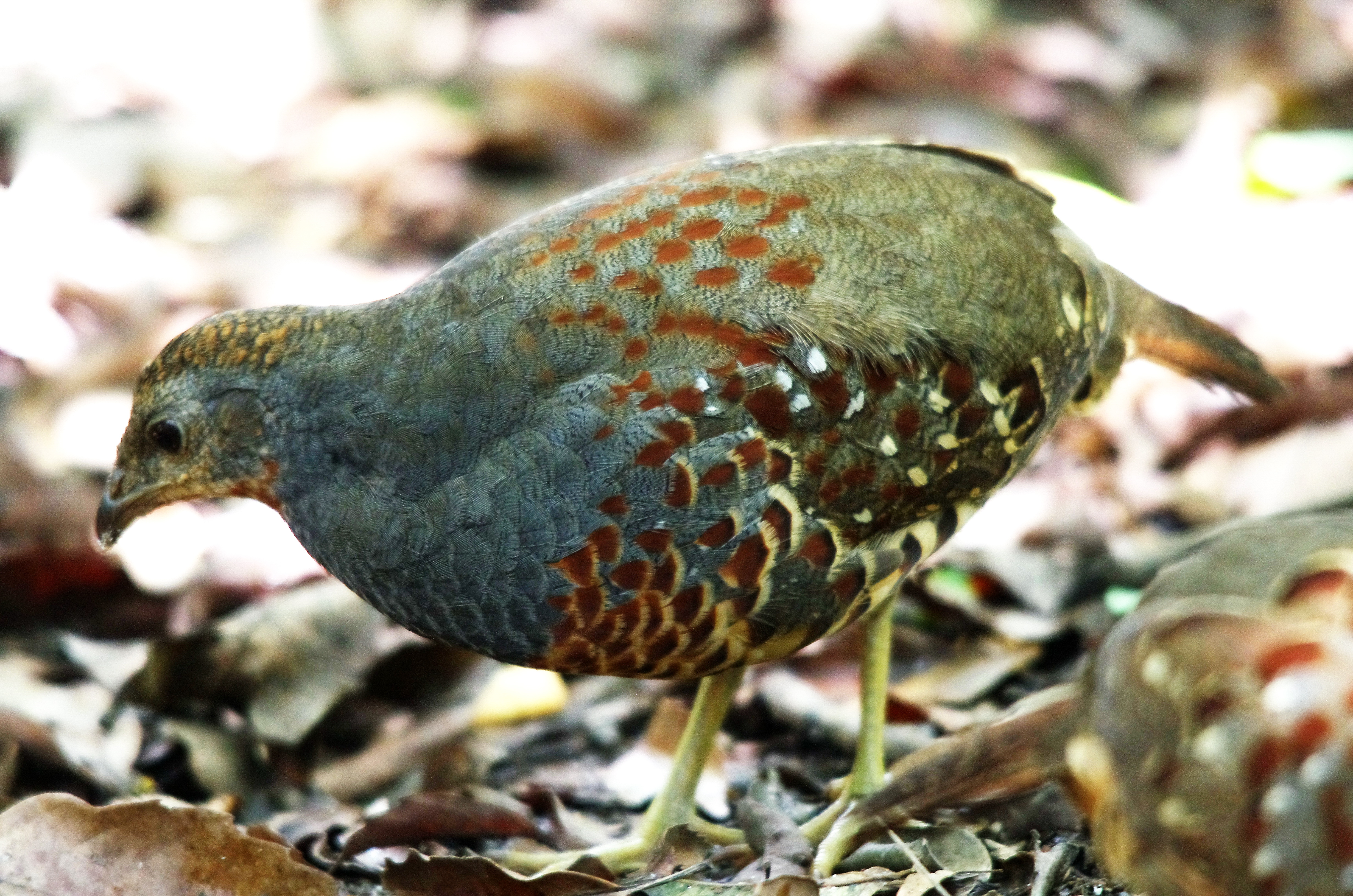 鳥類。雉…第1張