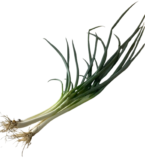 草本植物…第1張