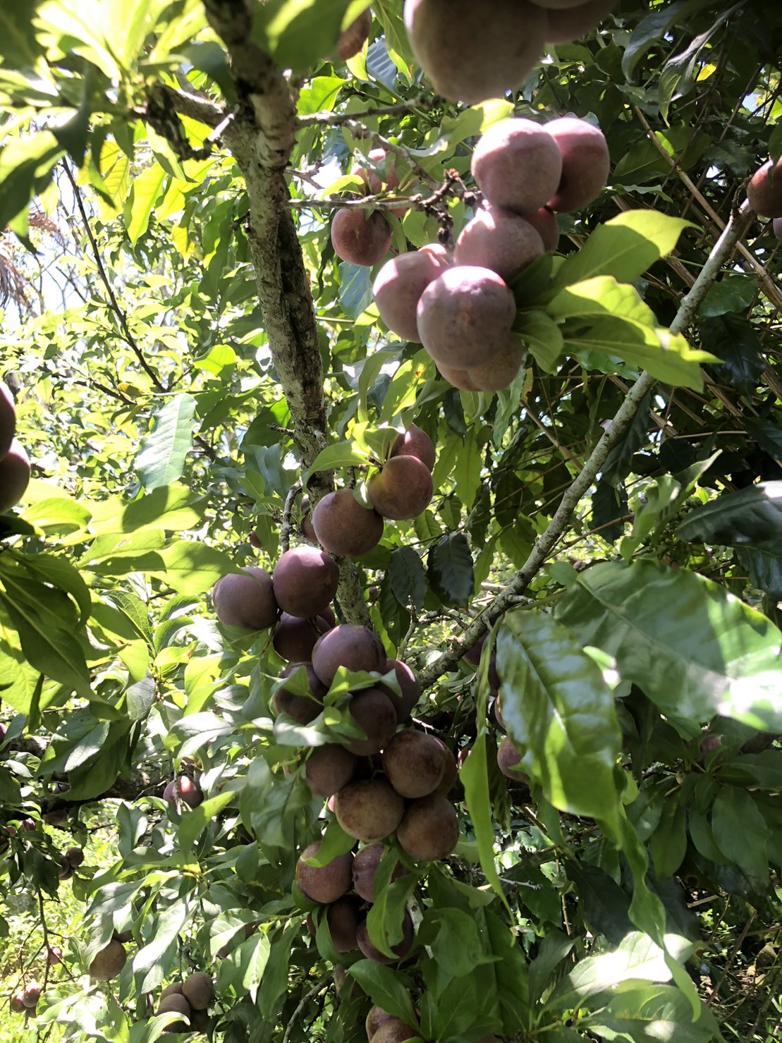 木本植物…第1張