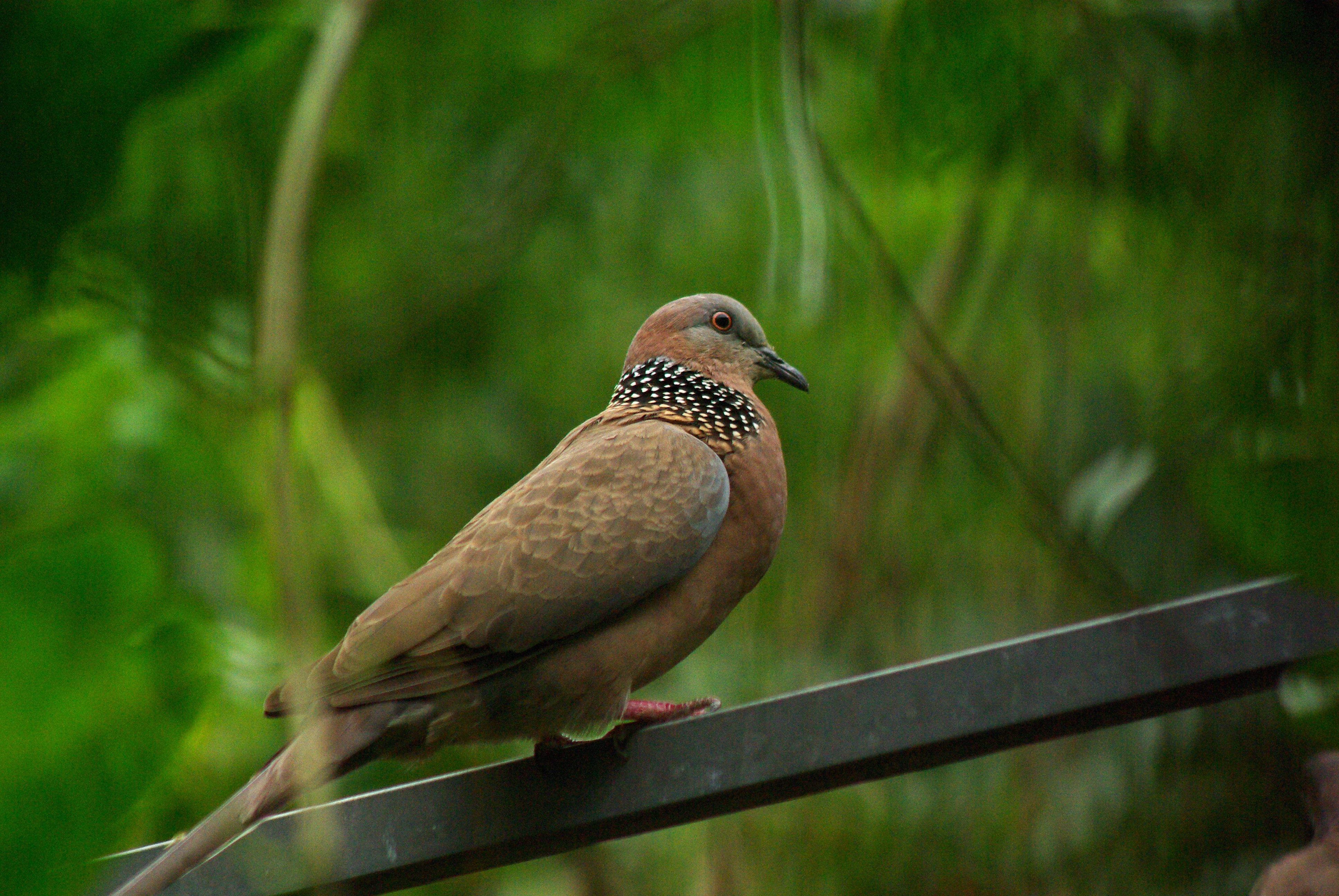 斑鳩、鳴…第2張