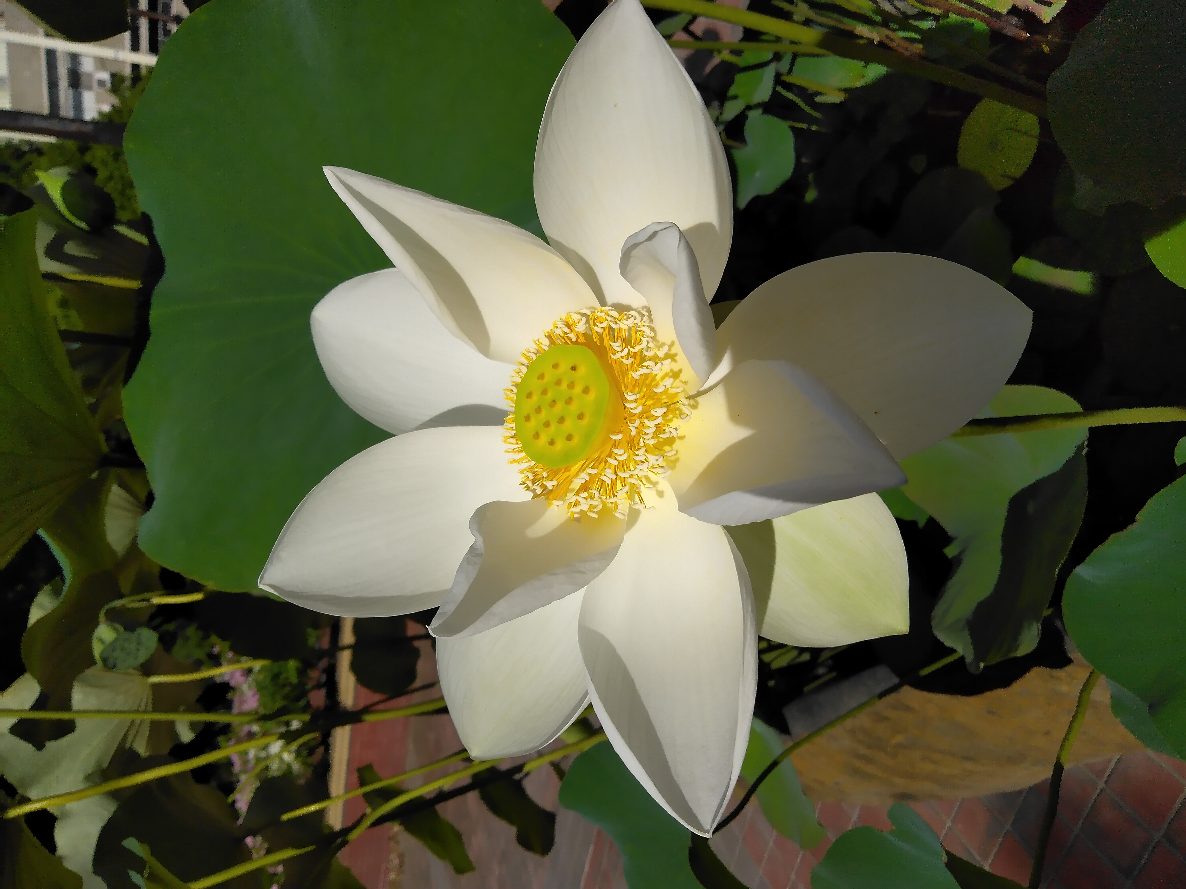 荷花。花…第1張