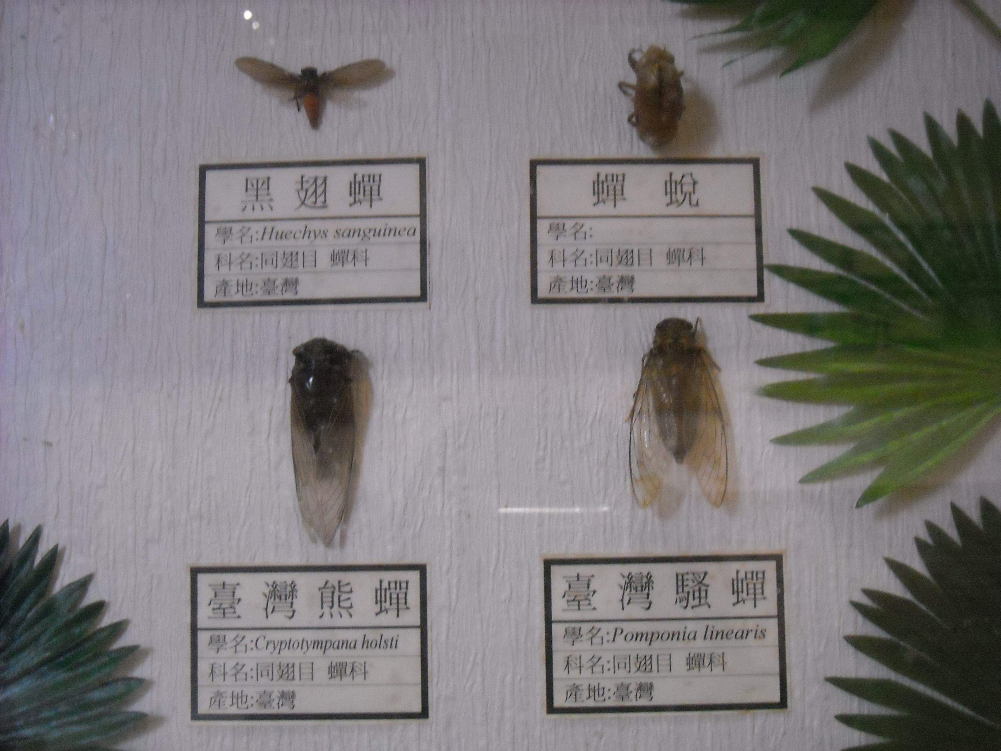 蟬。昆蟲…第1張