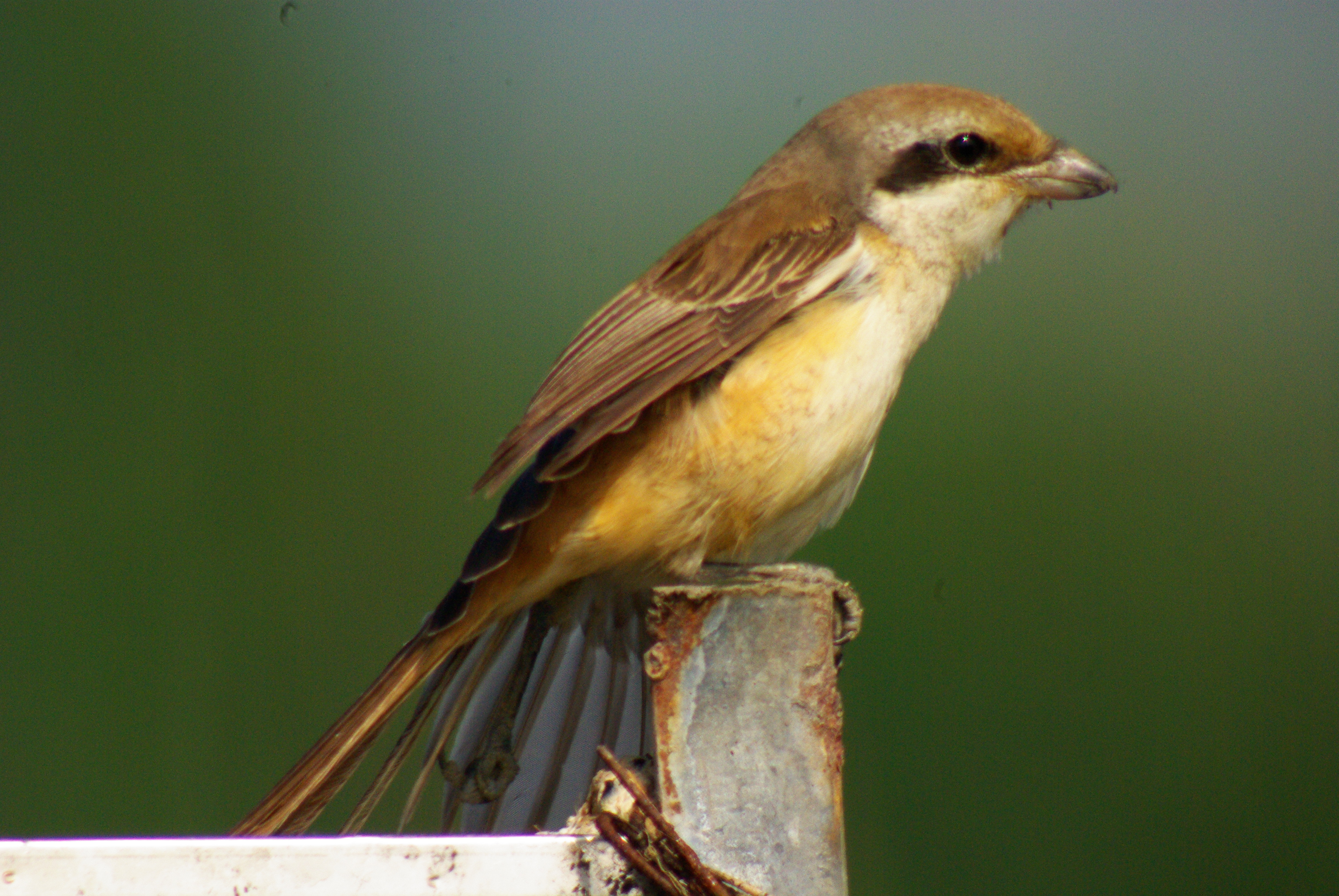 伯勞鳥。…第1張