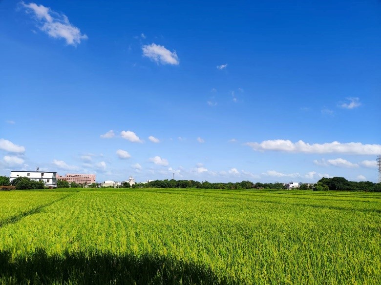 種植水稻…第1張