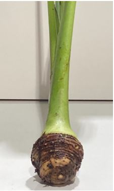 芋的莖，…第2張