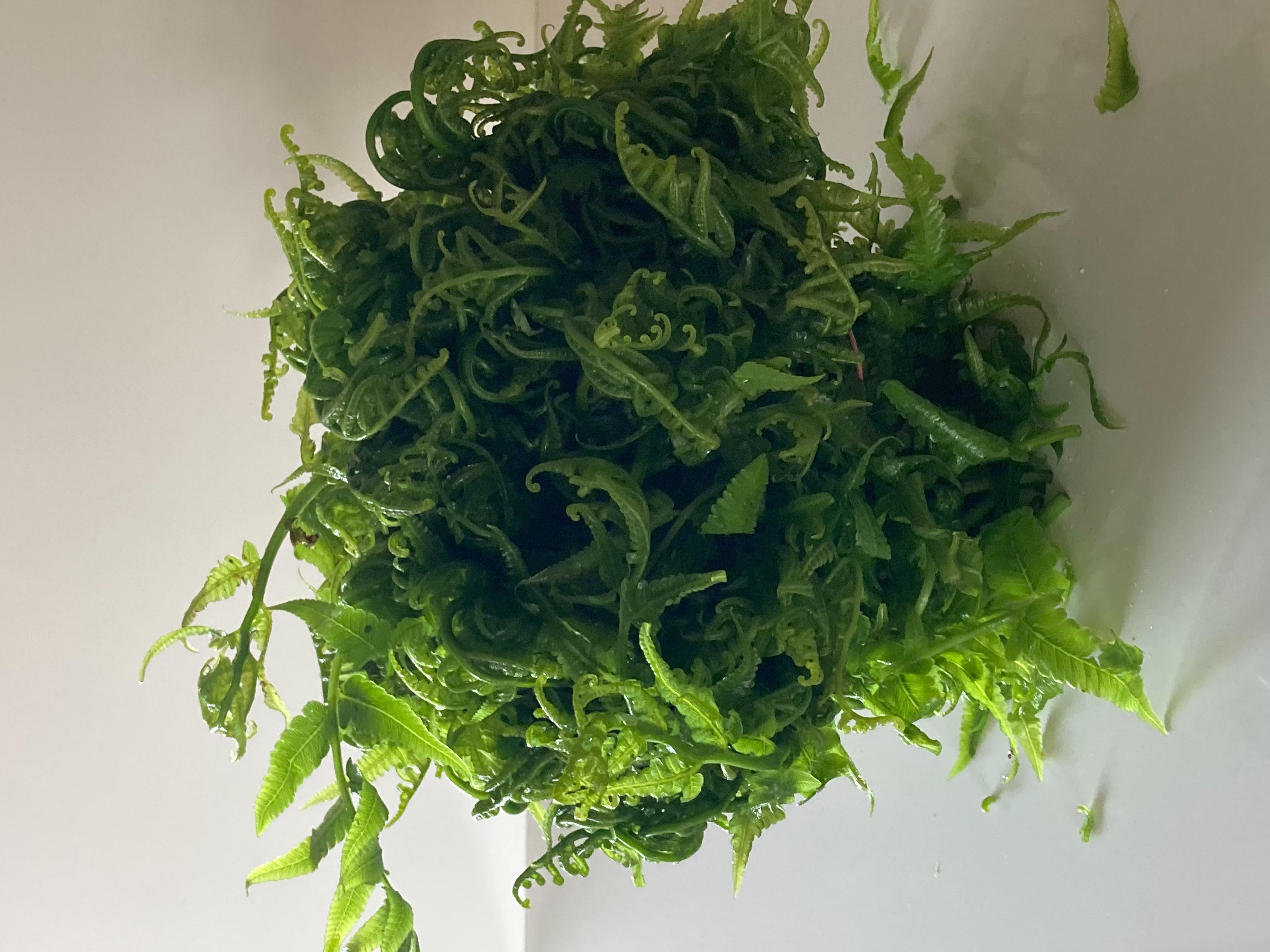 過溝菜蕨…第1張