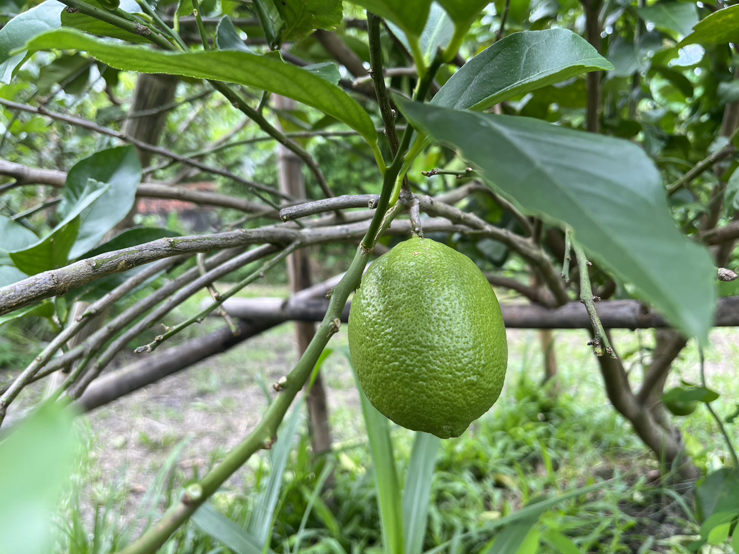 瓜果類，…第1張