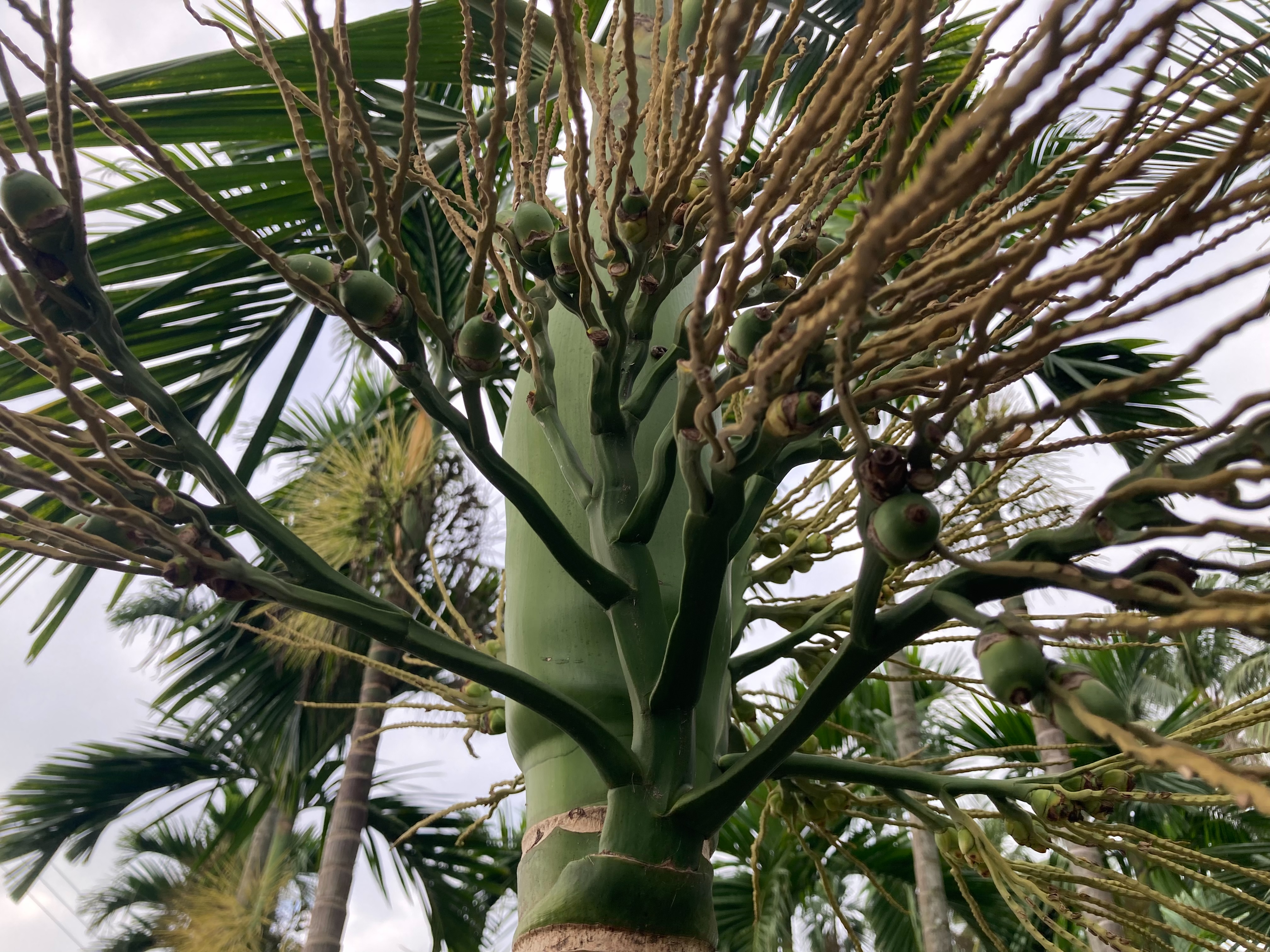 植物名。…第1張