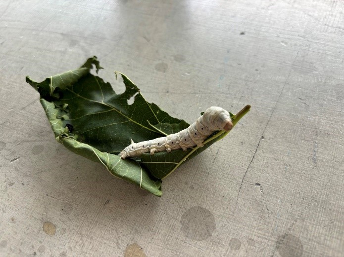 指蠶。能…第1張