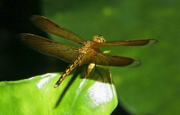 蜻蜓。昆…第1張