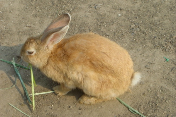 兔子。十…第1張
