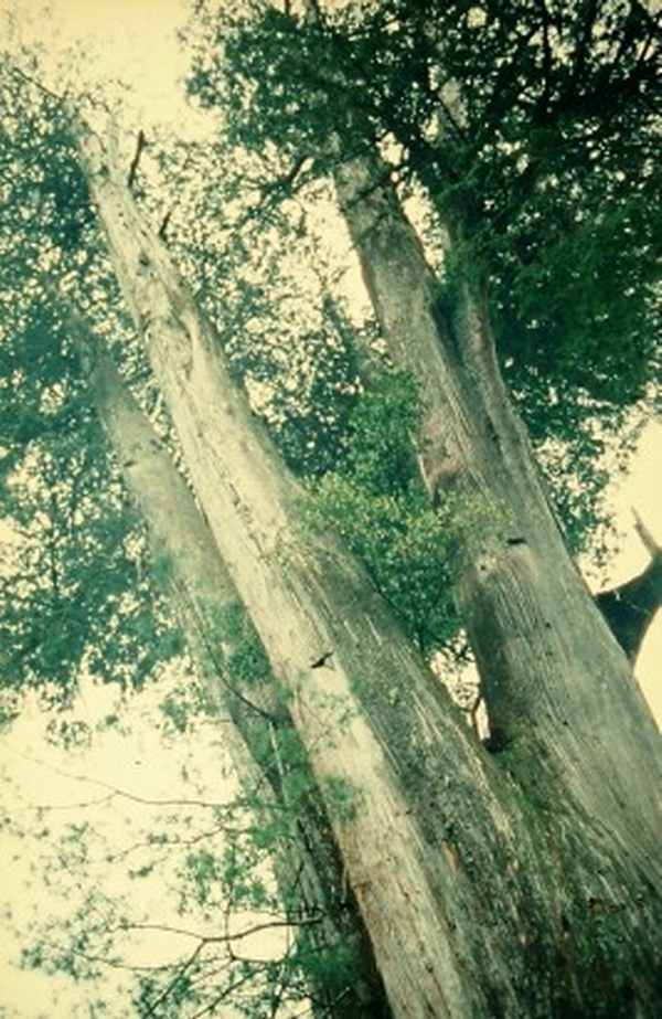 檜木。木…第1張