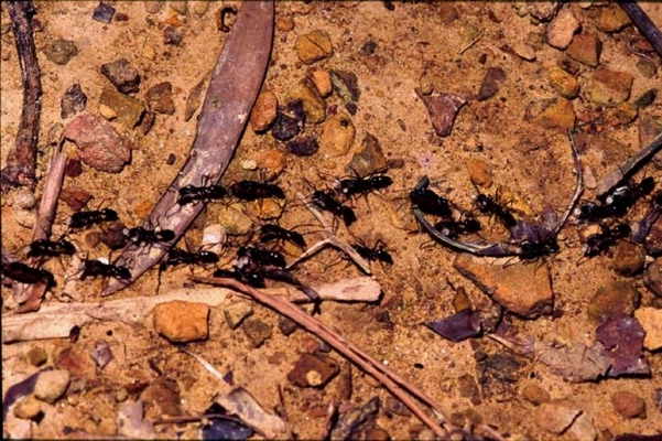 螞蟻。昆…第1張