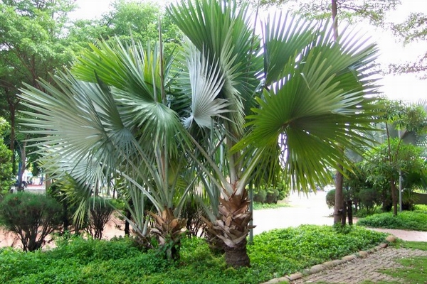 棕櫚。木…第1張
