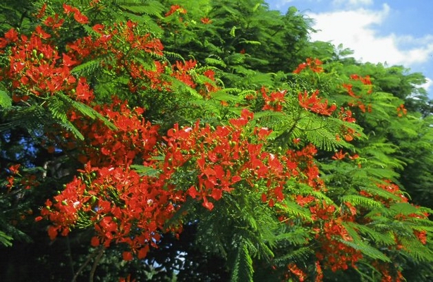 木本植物…第1張