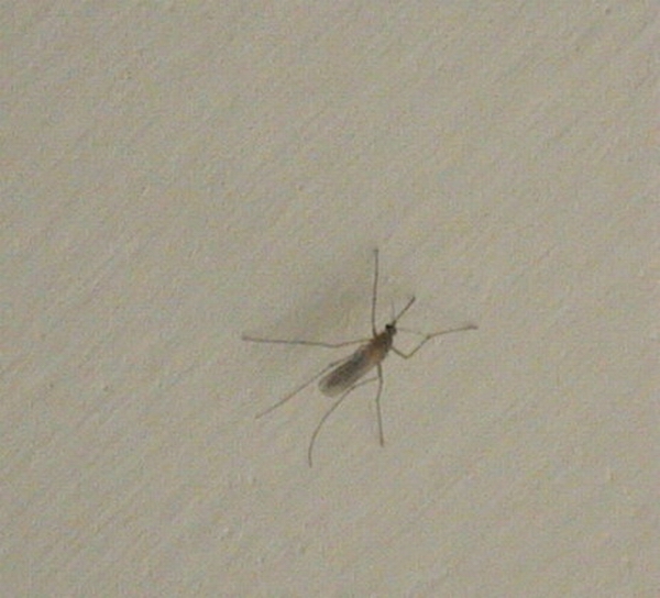 蚊子。昆…第1張