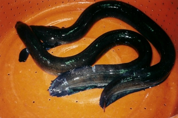 鰻魚。魚…第1張