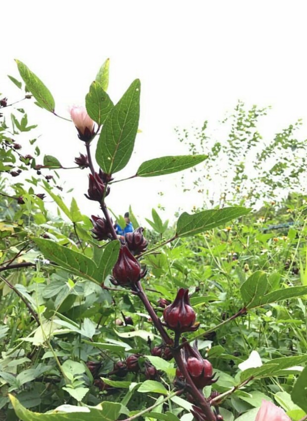 植物名，…第1張