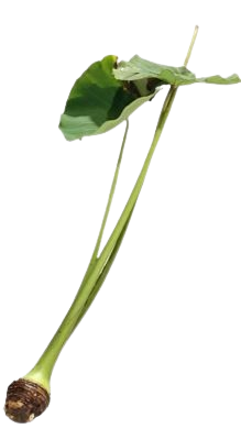 芋的莖，…第1張