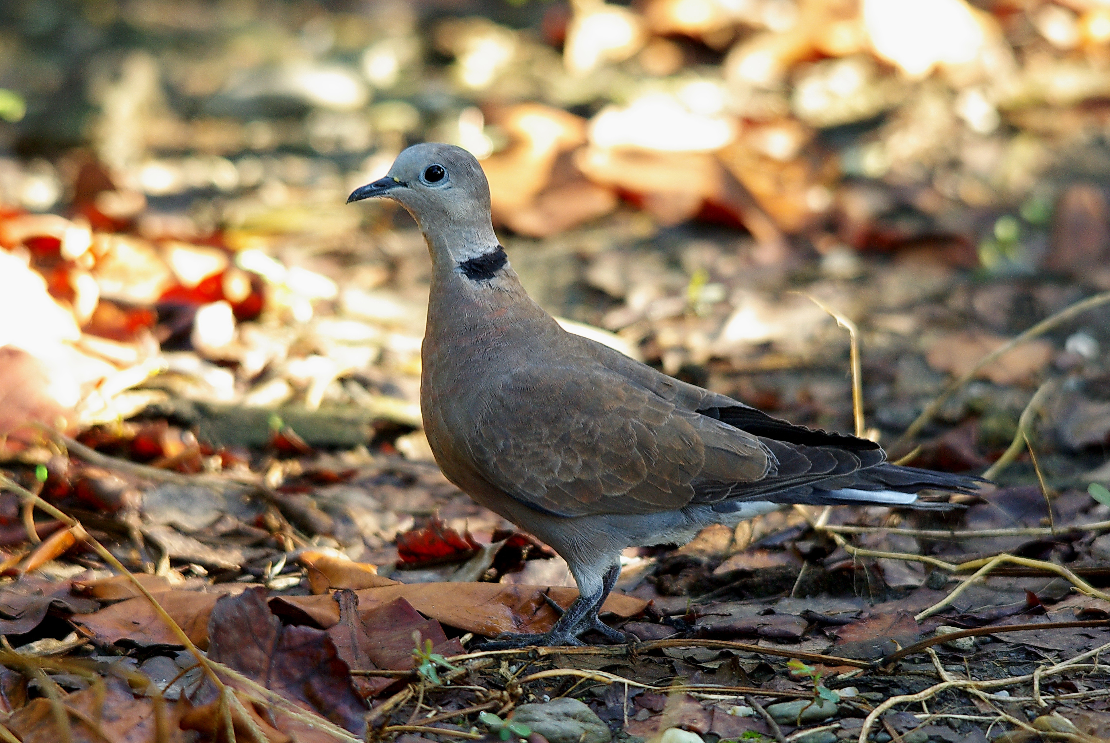 斑鳩、鳴…第1張